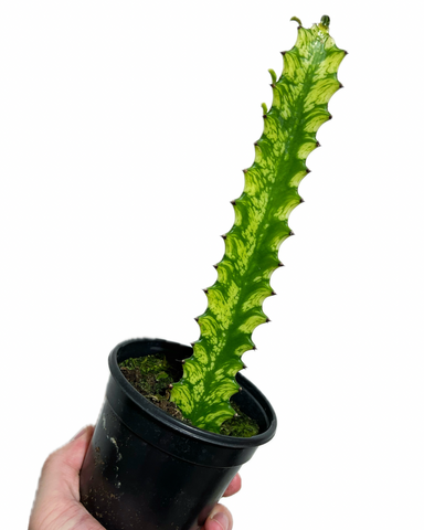 Euphorbia Trigona Variegata