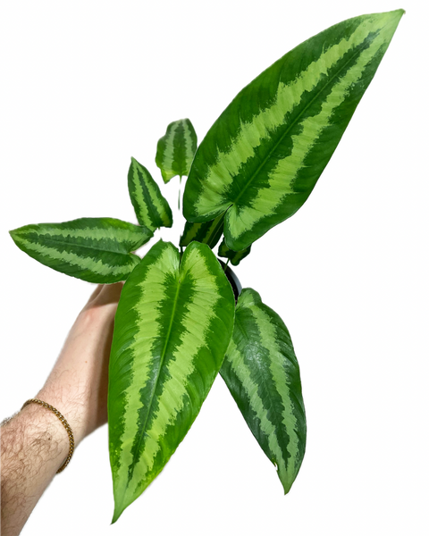 Schismatoglottis Wallichii – Végétal Design Qc