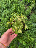 Senecio Mikanioides 'Variegata' | Delairea Odorata