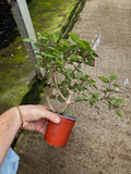 Plectranthus Ernstii