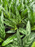 Aglaonema 'Tigress'