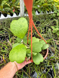 Hoya Kerri