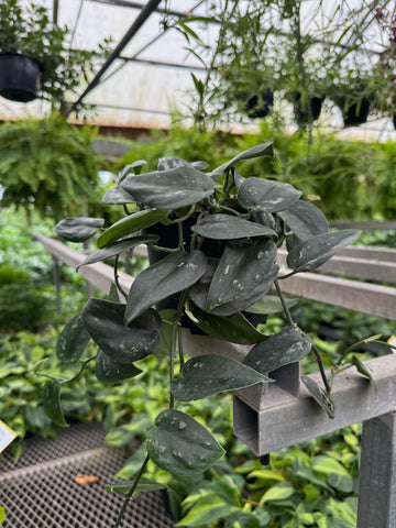Scindapsus 'Black Splash'