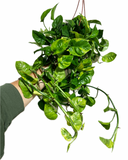 Epipremnum aureum 'Global Green' | Pothos 'Global Green'