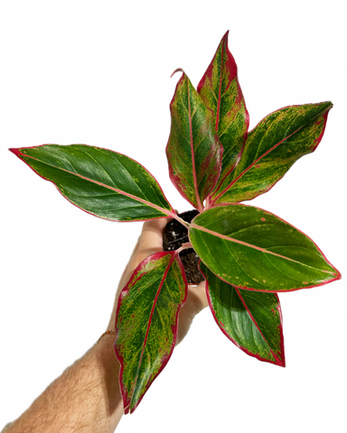 Aglaonema 'Red Siam'