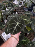 Alocasia 'Black Velvet'