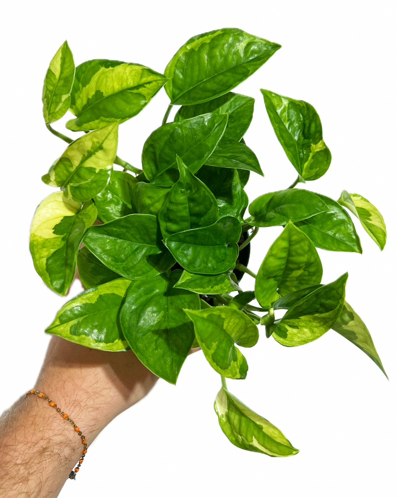 global green pothos price Epipremnum aureum 'Global Green'