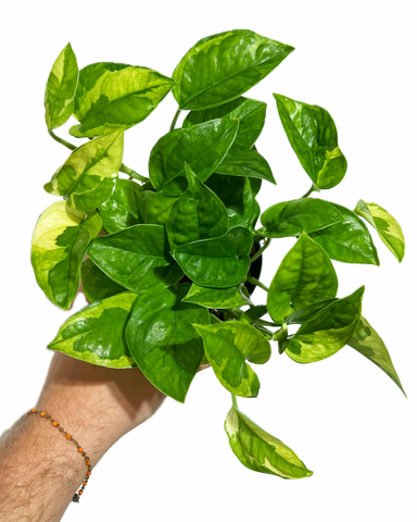 Epipremnum aureum 'Global Green' | Pothos 'Global Green'