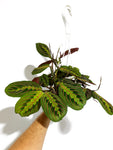 Maranta leuconeura 'Red' | Marante | Prayer Plant