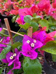 Bougainvillier 'Violet'