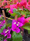 Bougainvillier 'Violet'