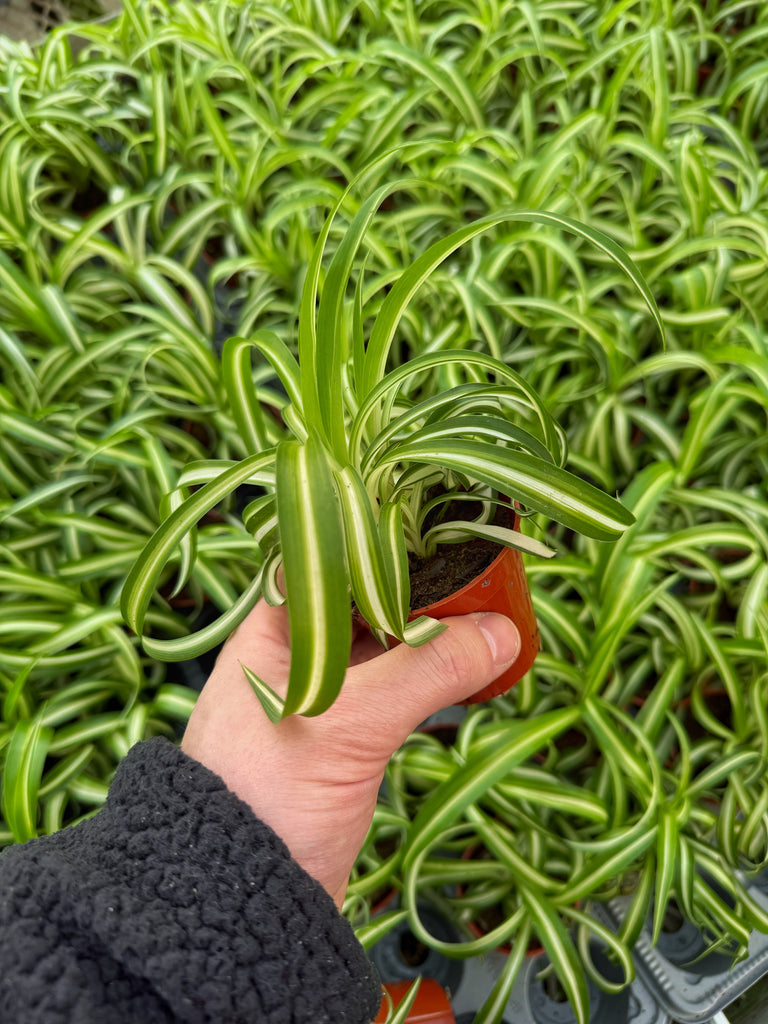 chlorophytum chevelu Chlorophytum Comosum Variegata 'Curly'