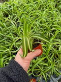 Chlorophytum Comosum Variegata 'Curly' | Plante-araignée