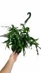 Microsorum diversifolium | Fougère ‘Kangourou Paw’