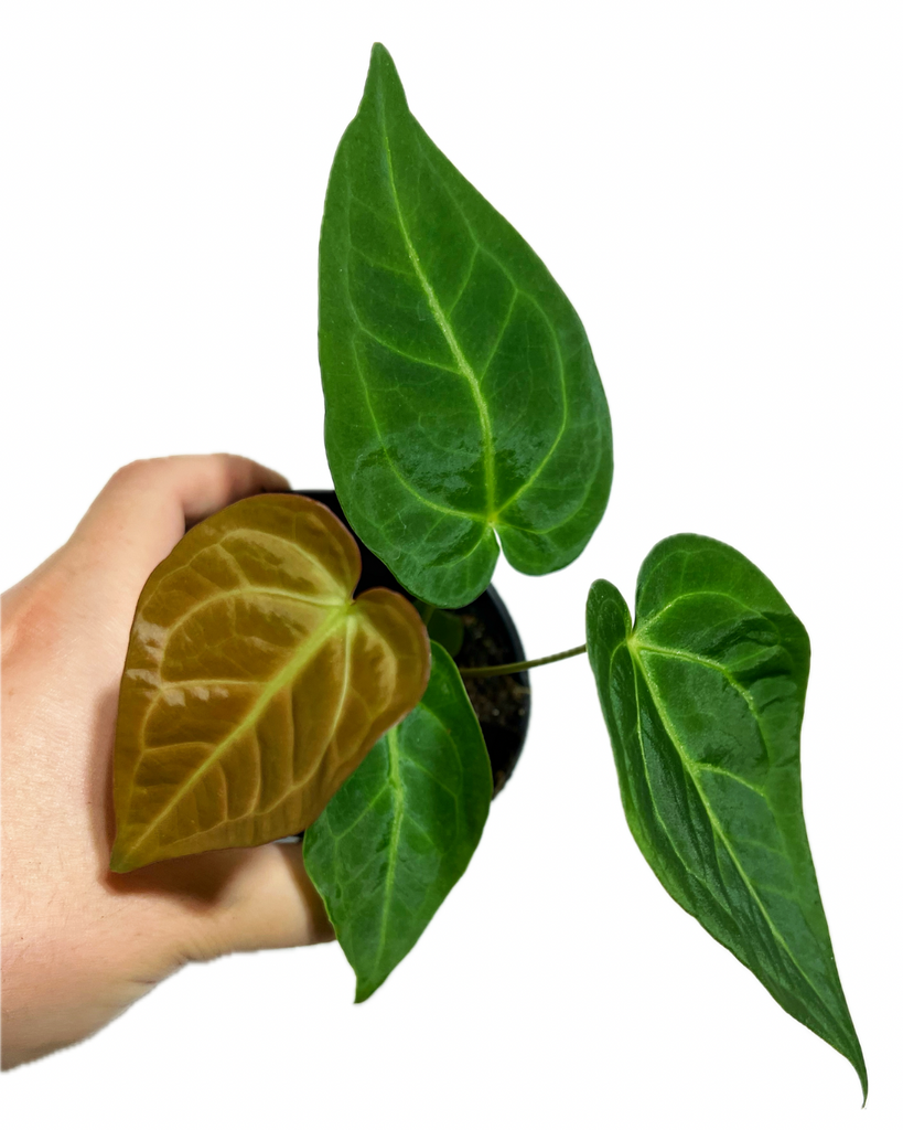 anthurium magnificum x warocqueanum Anthurium Magnificum – Végétal Design Qc