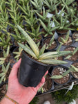 Sansevieria 'Boncel Variegata'
