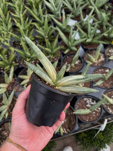 sansevieria boncel variegata Sansevieria Cylindrica 'Boncel Variegata' – Végétal Design Qc