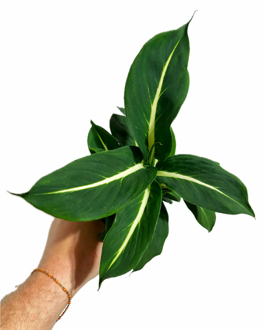 Dieffenbachia 'Green Magic'