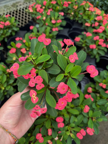 Euphorbia Milii 'Rose' | Couronne d'épines