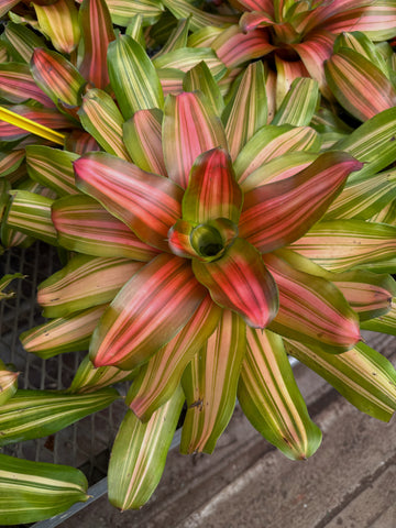 Neoregelia 'Freddy'