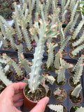 Euphorbia Lactea 'White Ghost'