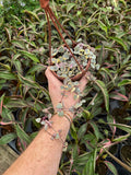Ceropegia Woodii 'Variegata' | String of hearts