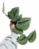 Scindapsus Pictus 'Exotica' | Silver Pothos