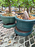 Bonsaï - Ficus Ginseng