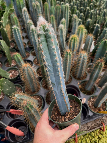 Pilosocereus Glaucochrous | Cactus