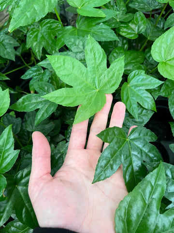 Fatsia Japonica |  Aralia du japon