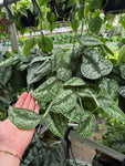 Scindapsus Pictus 'Exotica' | Pothos argenté