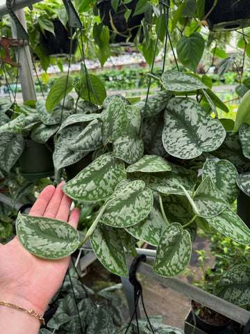 pothos exotica Scindapsus Pictus 'Exotica'