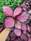 Calathea Roseopicta 'Purple Rose'