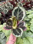 Calathea Roseopicta 'Shinestar'