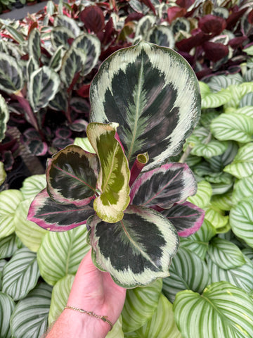 Calathea Roseopicta 'Shinestar'
