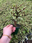 Portulacaria afra Variegata 'Elephant Bush'