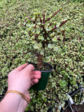Portulacaria afra Variegata 'Elephant Bush'