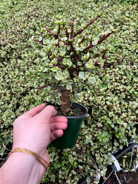 特大　Portulacaria afra variegata 鉢のまま発送 71323704-36E2-4DAC-8F93-