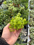 Sedum Makinoi 'Ogon' | Golden Japanese Stonecrop