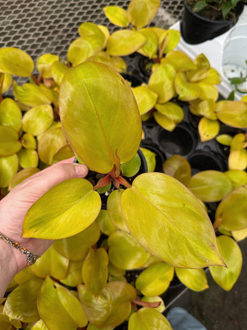 Philodendron 'Mars'