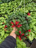 Aeschynanthus 'Lobbianus' | Plante Rouge-à-lèvres