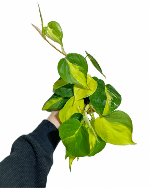 Philodendron Hederaceum 'Brazil' – Végétal Design Qc