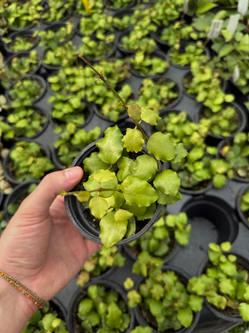 Hoya Endauensis