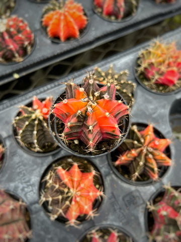 Gymnocalycium Mihanovichii Variegata