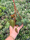 Philodendron Hederaceum 'Micans'