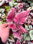 Begonia Rex 'Rose Splash'