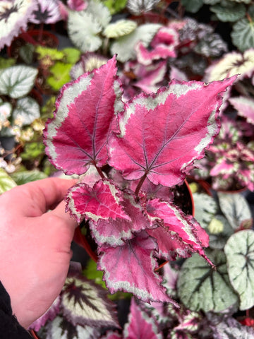 Begonia Rex 'Rose Splash'