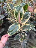 Ficus Elastica 'Tineke' | Rubber Ficus