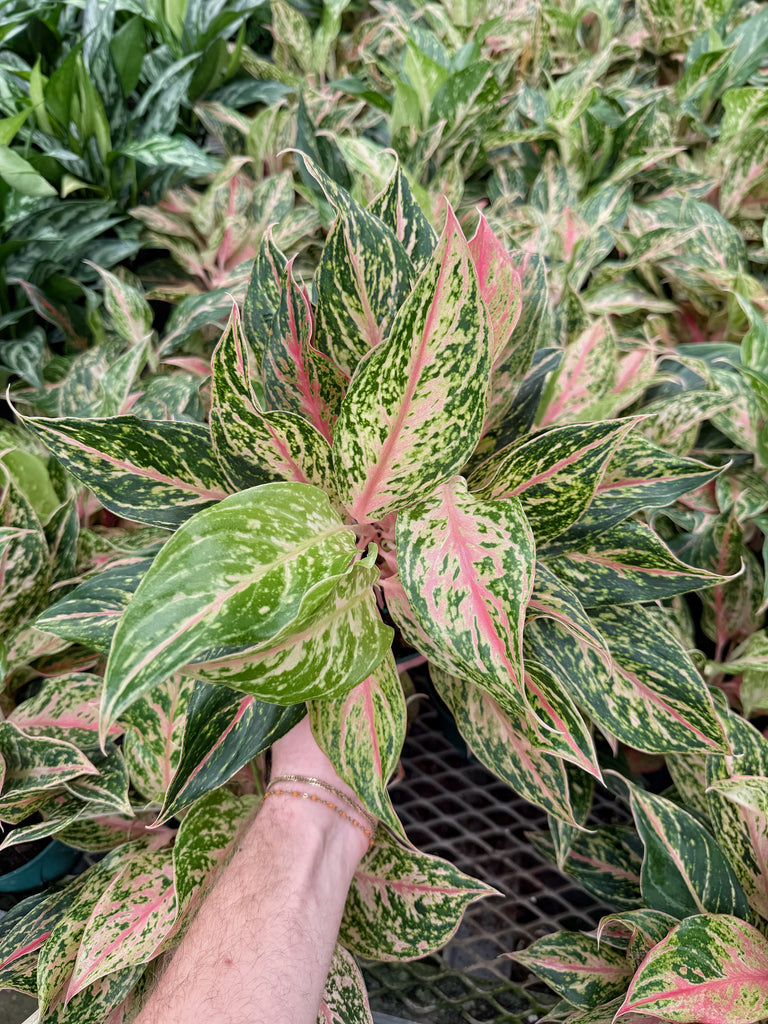 aglaonema sparkling sarah plant care Aglaonema 'Sparkling Sarah'