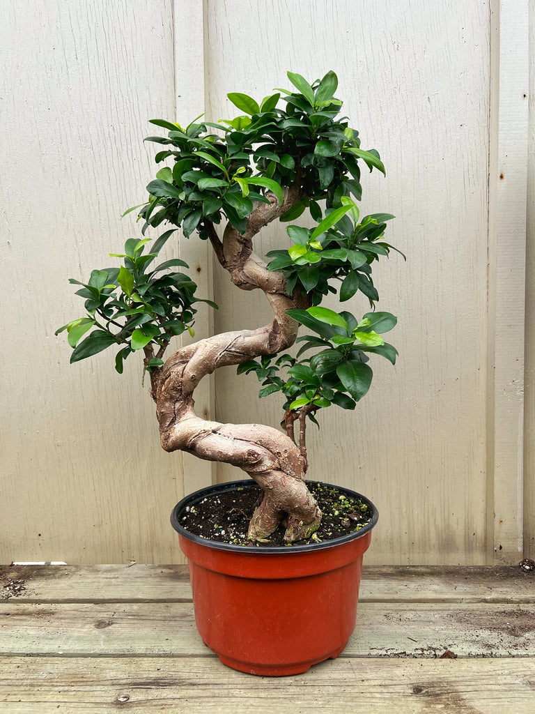 bonsai fig tree for sale Ficus Retusa Bonsai 'S shape'